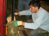 corv�e de bois