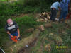 corv�e de bois