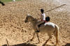 f�te du cheval 2011