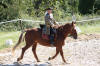 f�te du cheval 2011