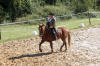 f�te du cheval 2011