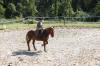 f�te du cheval 2011