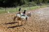 f�te du cheval 2011