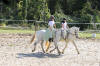 f�te du cheval 2011
