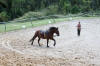 f�te du cheval 2011