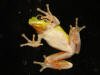 grenouille