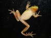grenouille